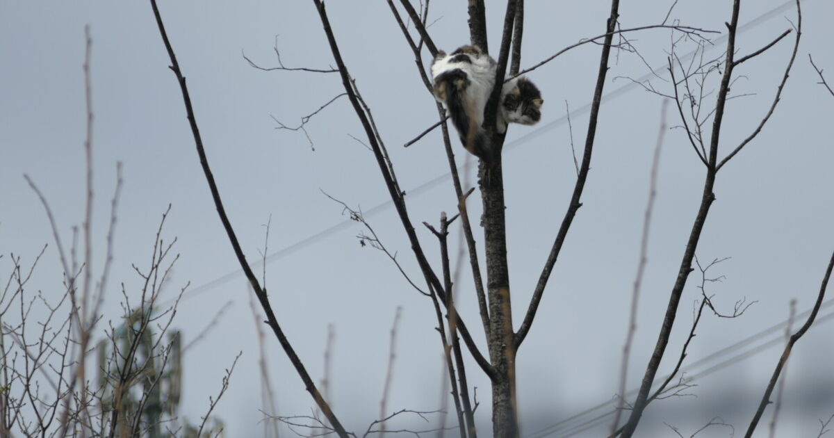 ENr-41 09.04.2021 15:02 Uhr – Dammstraße >> Tierrettung – Katze hängt in Baum fest