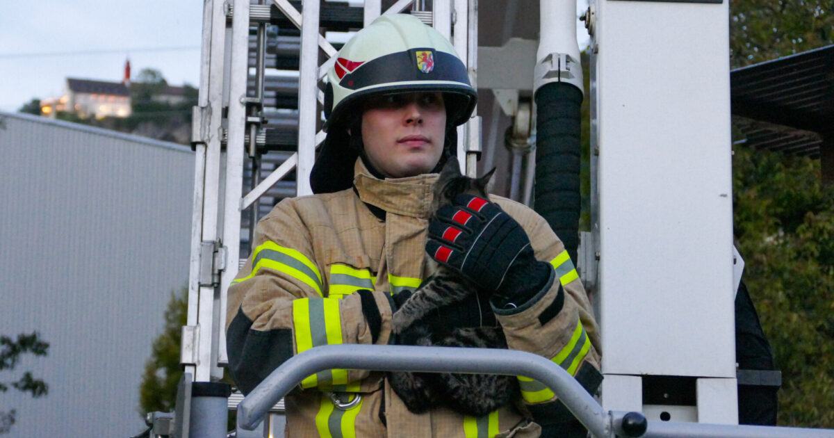 Einsatz Nr-97 02.10.2021 18:48 Uhr – Im Wida >> Tierrettung – Katze hängt in Baum fest