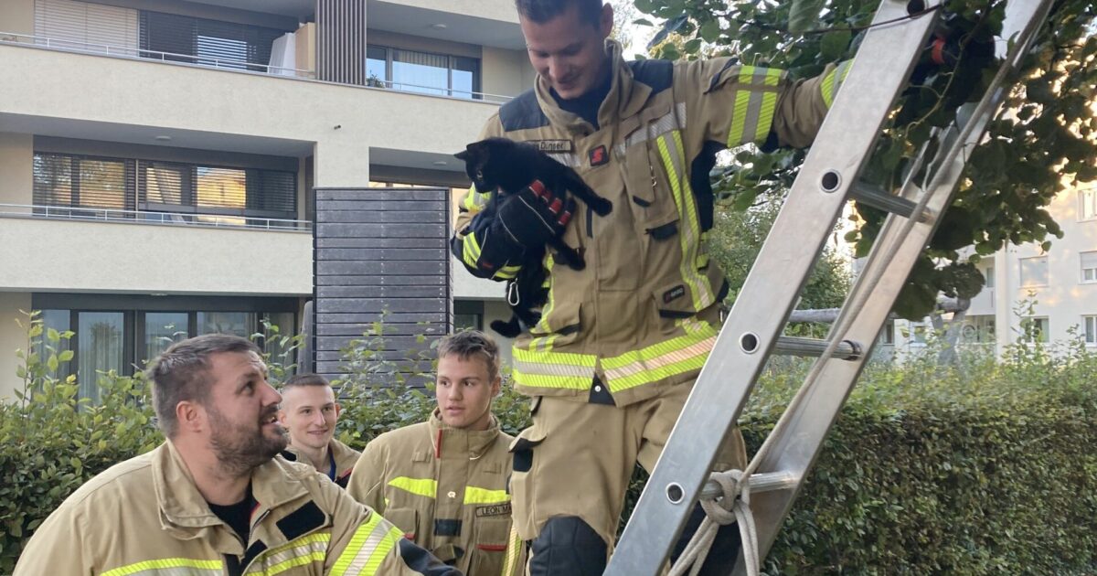 Einsatz Nr-337 21.09.2022 18:17 Uhr – Achstraße >> Katze auf Baum