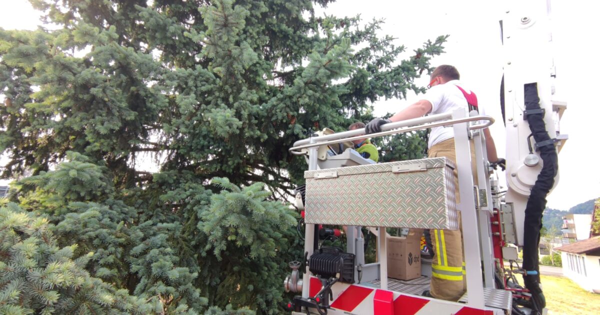 Einsatz Nr-25 28.05.2023 17:10 Uhr – Schmerzenbildstraße >> Bienenschwarm einfangen