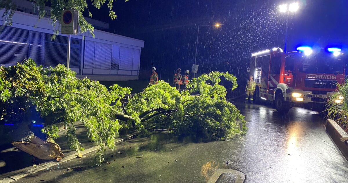 Einsatz-Nr 49 24.08.2023 22:05 Uhr – Montfortstraße>> Ast ragt auf die Straße