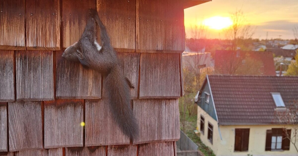 Einsatz-Nr. 024 | 14.04.2025 | 19:00 Uhr – Sternenplatz >> Tierrettung